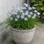 Ифейон Wisley Blue фото