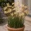 Иксия Paniculata Eos фото