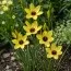 Иксия Yellow Emperor фото