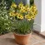 Иксия Yellow Emperor фото