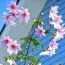 Георгина Imperialis (Брендовые луковицы KAPITEYN®) фото