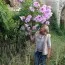 Георгина Imperialis (Брендовые луковицы KAPITEYN®) фото
