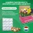 Мускари Latifolium фото