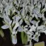 Ирис reticulata Polar Ice фото