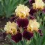 Ирис Argyle Knight фото