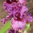 Ирис Asian Plum фото