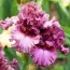 Ирис Asian Plum фото