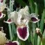 Ирис Black Cherry Delight фото