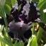 Ирис Black Night фото