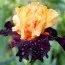 Ирис Brilliant Disguise фото