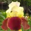 Ирис Broadway Star фото