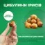 Ирис Hollandica Bronze Perfection фото
