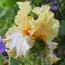 Ирис Champagne Waltz фото