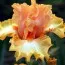 Ирис Chariots of Fire фото