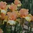 Ирис Chariots of Fire фото