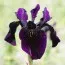 Ирис Chrysographes Black Form фото