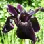 Ирис Chrysographes Black Form фото