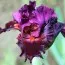 Ирис Intemedia Crazy Over You фото