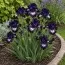 Ирис Dancing In The Dark фото