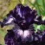 Ирис Dancing In The Dark фото