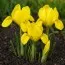 Ирис Danfordiae фото