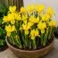 Ирис Danfordiae фото