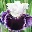 Ирис Deeper Meaning фото