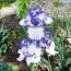 Ирис Earl of Essex фото