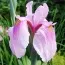 Ирис мечевидный Rose Queen фото