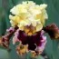 Ирис Higher Love фото