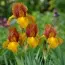 Ирис Hollandica Autumn Princess фото