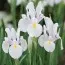 Ирис Hollandica Carmen фото