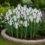 Ирис Hollandica Carmen фото