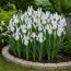 Ирис Hollandica Carmen фото
