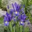Ирис Hollandica Discovery Purple фото