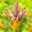 Ирис Hollandica Lion King фото