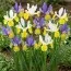 Ирис Hollandica Mysterious Rainbow Mix фото