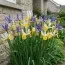 Ирис Hollandica Mysterious Rainbow Mix фото