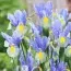 Ирис Hollandica Mystic Beauty фото