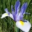 Ирис Hollandica Silver Sky 9/10 фото
