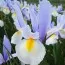 Ирис Hollandica Silver Sky 9/10 фото
