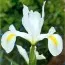 Подарок! Ирис Hollandica White Van Vliet фото