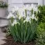 Ирис Hollandica White Van Vliet фото
