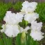 Ирис Intermedia Frosty Elegance фото