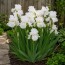 Ирис Intermedia Frosty Elegance фото