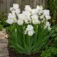 Ирис Intermedia Frosty Elegance фото