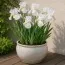 Ирис Intermedia Frosty Elegance фото