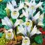 Ирис Katharine Hodgkin фото