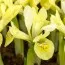 Ирис Reticulata Katharine's Gold фото