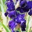 Ирис Lachlan Macquarie фото